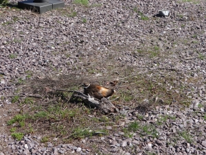 DSC01885_BLOG
